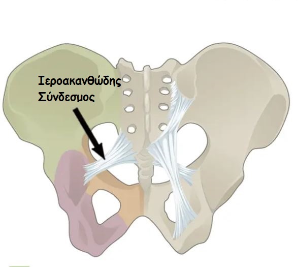 sacrospinous1