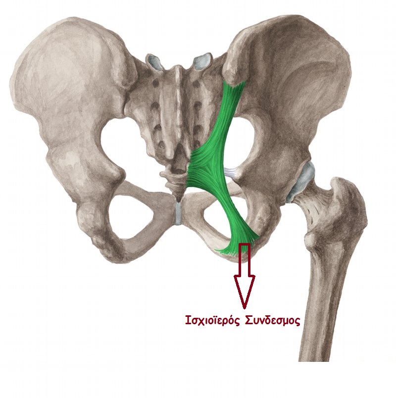 sacrotuberous