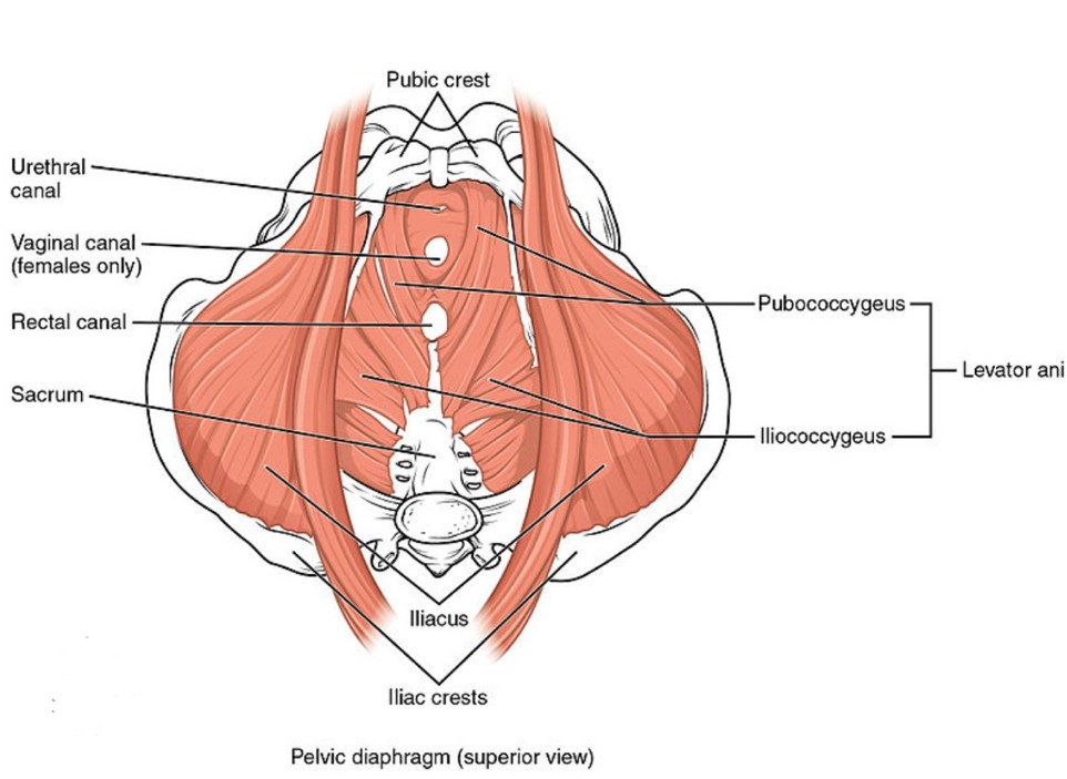 pelvic floor