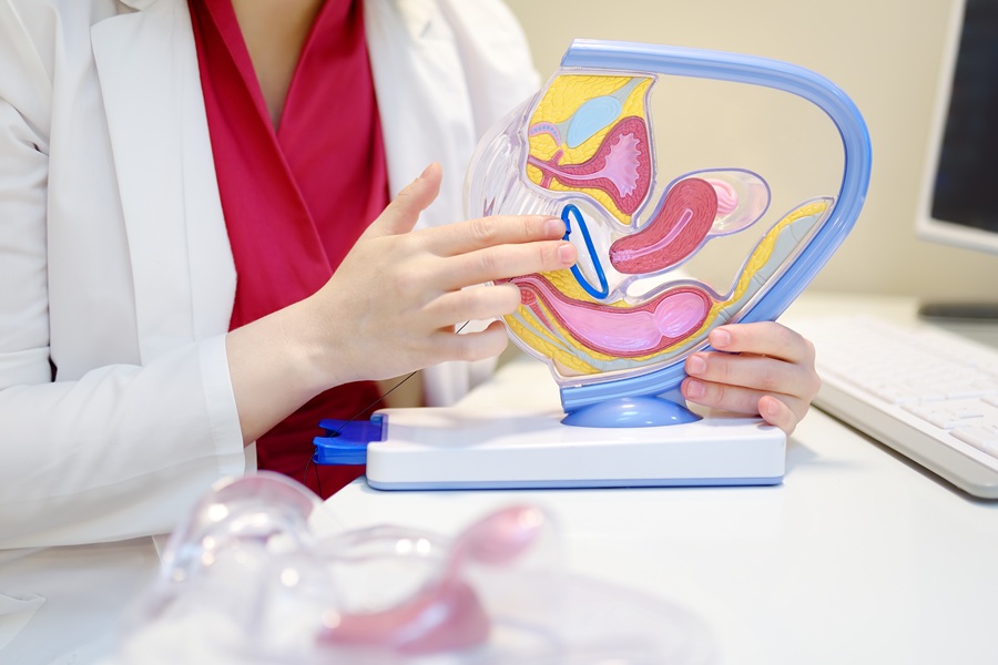 the gynecologist shows the patient an anatomical m 2026