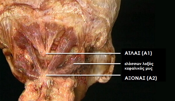 ObliqueusCapitisInferiora