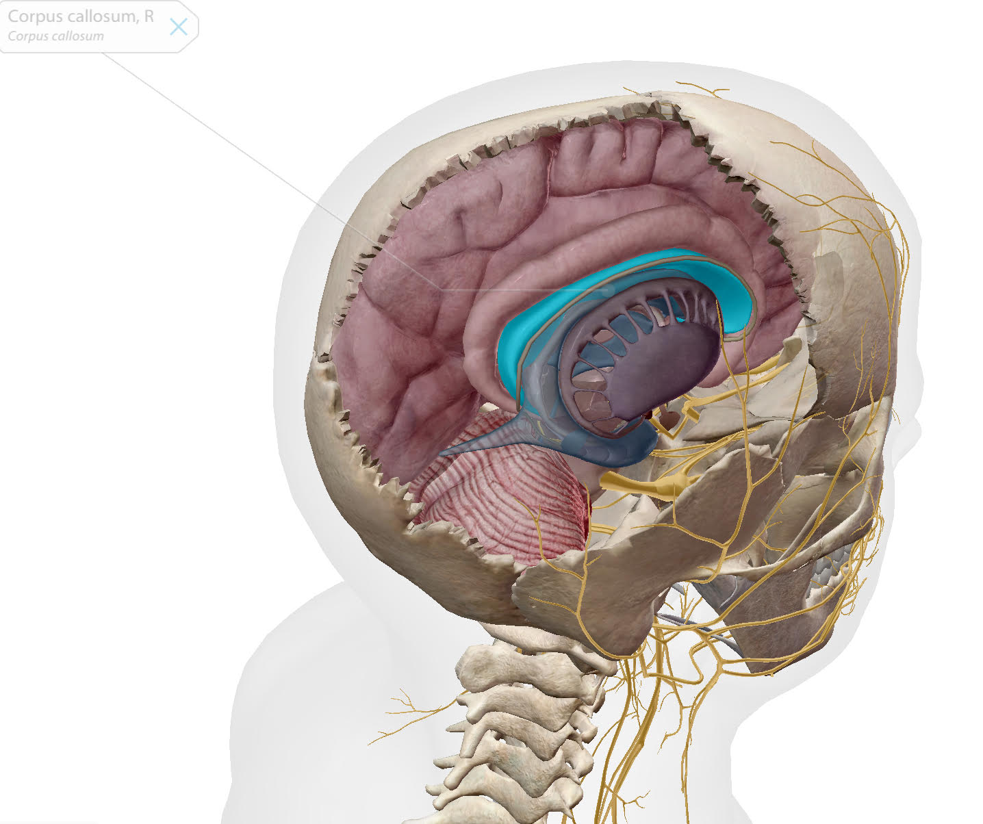 corpus collosum1