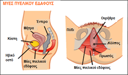 pelvicfloor