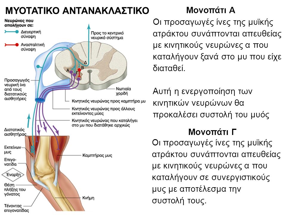stretch reflex