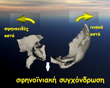 sphenextension
