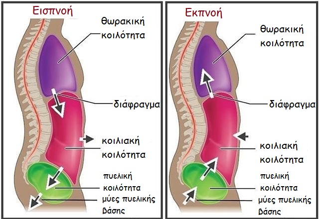 body coregr