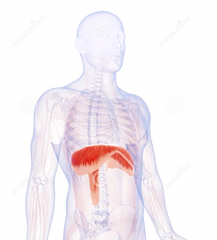 diaphragma