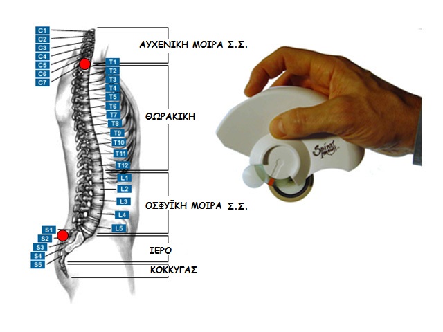 SPINAL-MOUSE