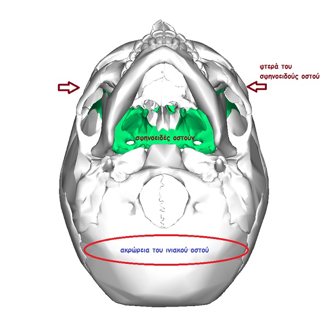 Sphenoid bone