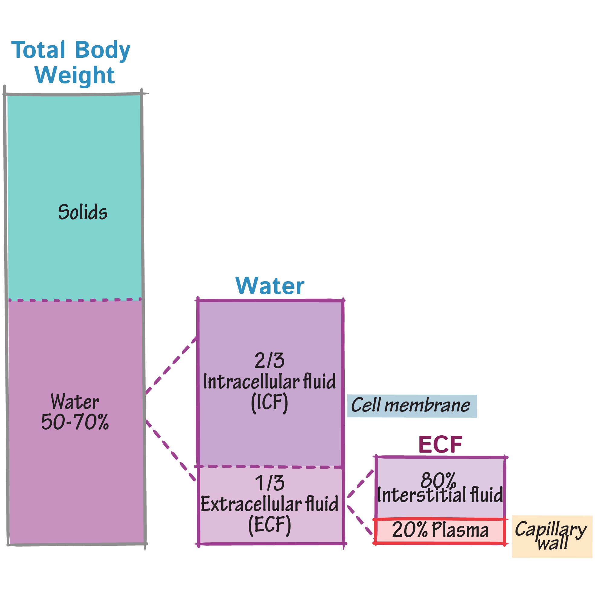 body water