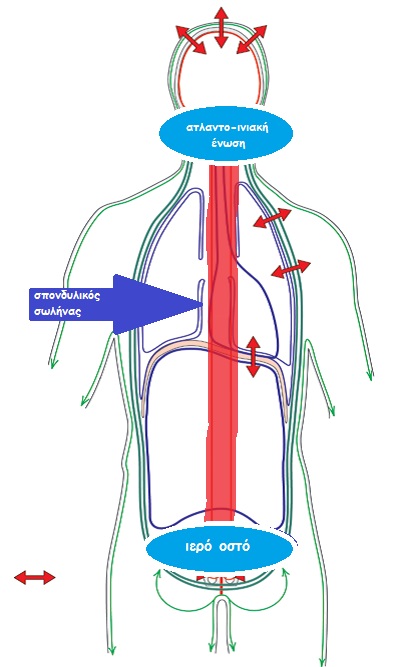 fascia articulations
