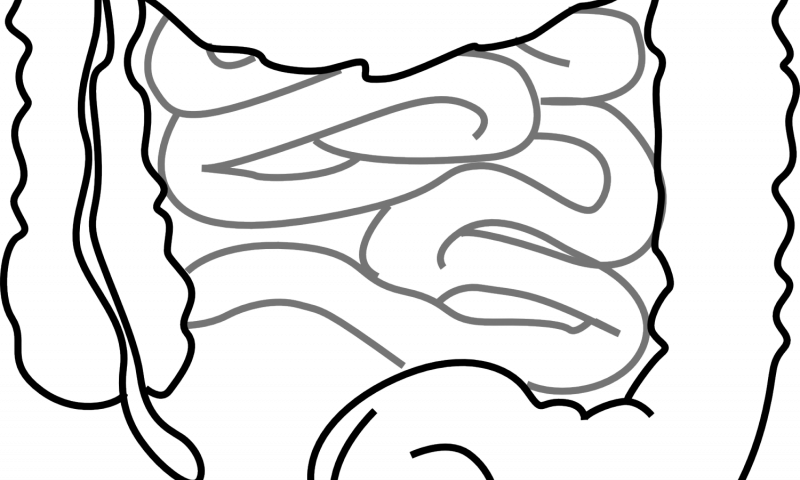 gut
