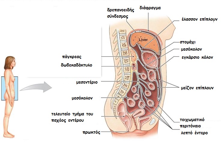 peritoneum2gr