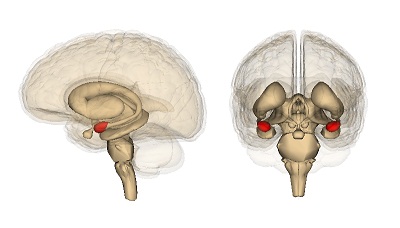 Amygdala