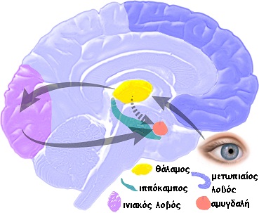 EQbrain optical stim en